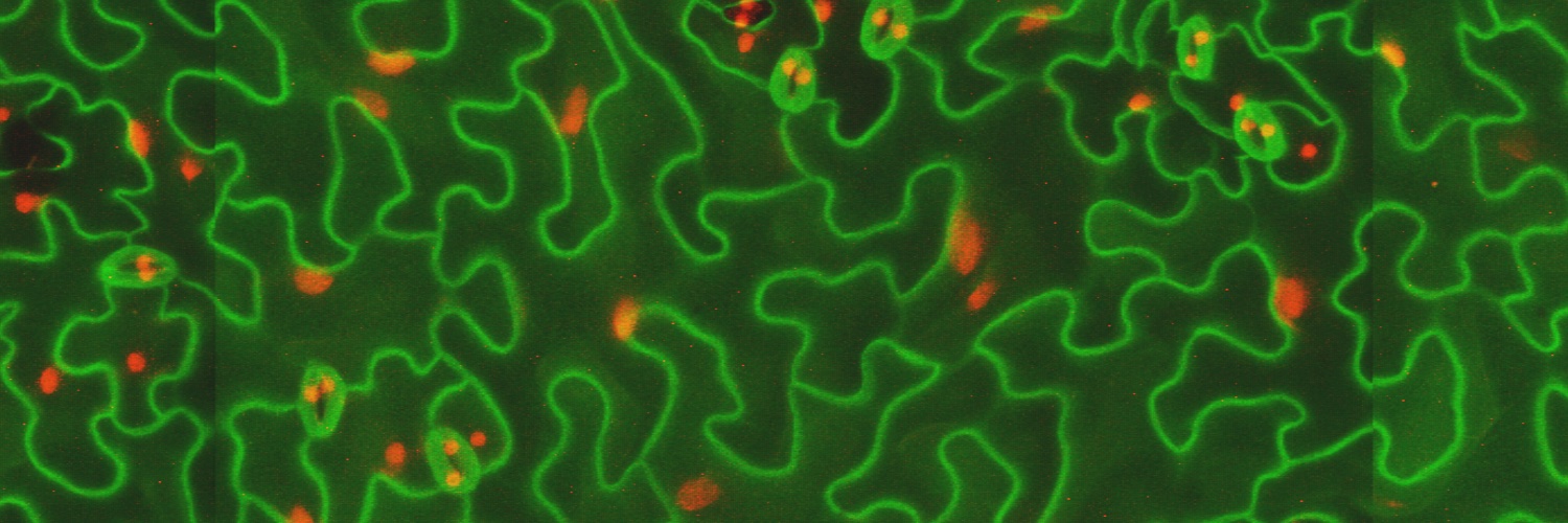 Roeder lab's banner
