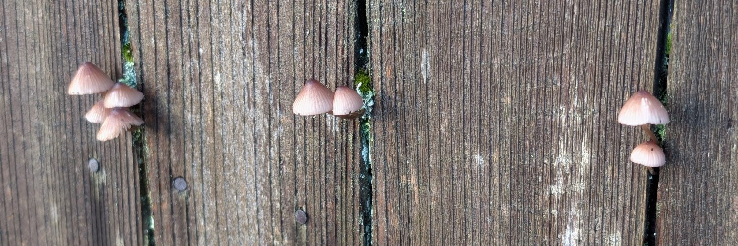 Zach Petersen banner