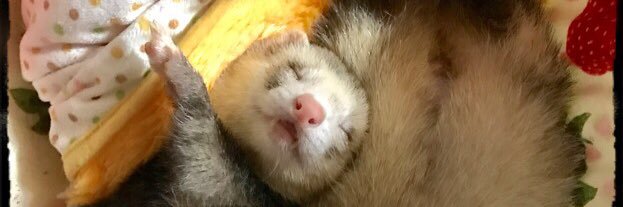 weasel0701's profile banner image