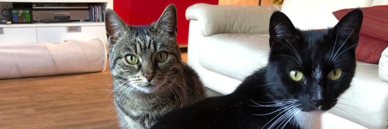 meepeecat's profile banner image