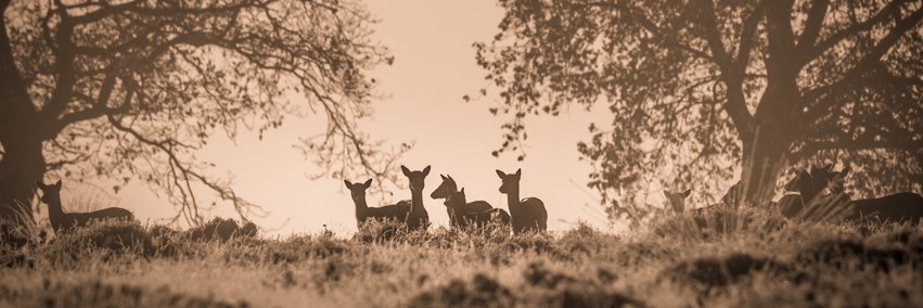 CannockChaseDC's profile banner image