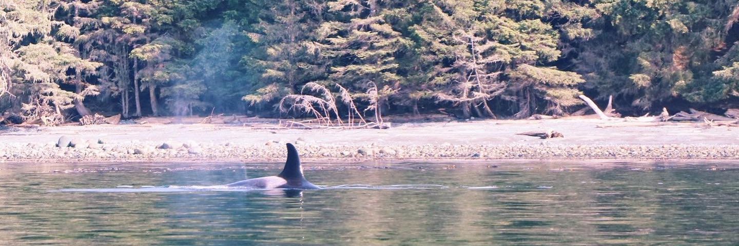 Rosemary Connelli banner
