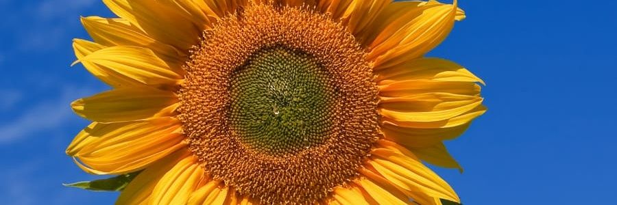 olamoni's profile banner image