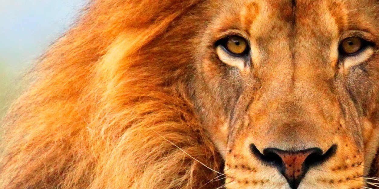 Steven Taylor banner