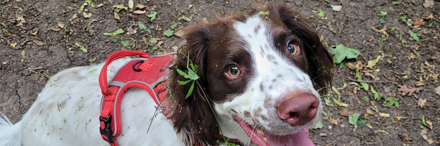 Jill 🟪⬜️🟩 banner