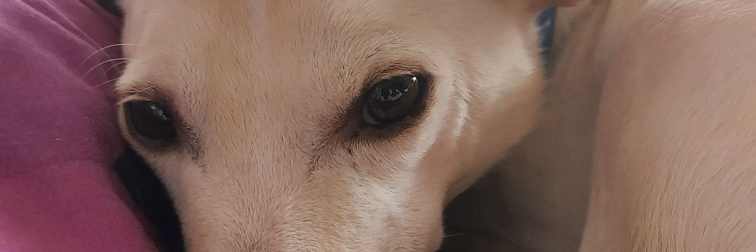 Hibiscusbiscuit's profile banner image