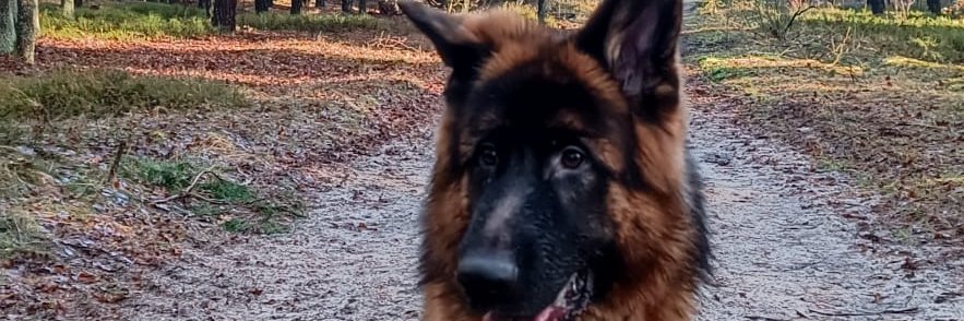 Michał Nowicki banner