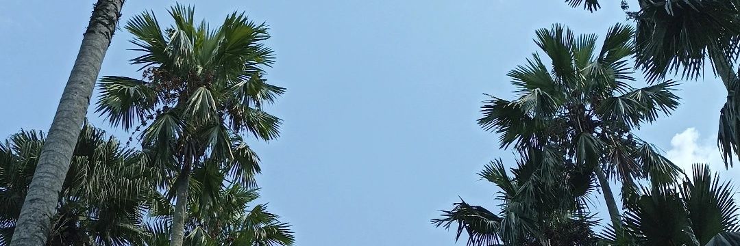 alyaakk banner