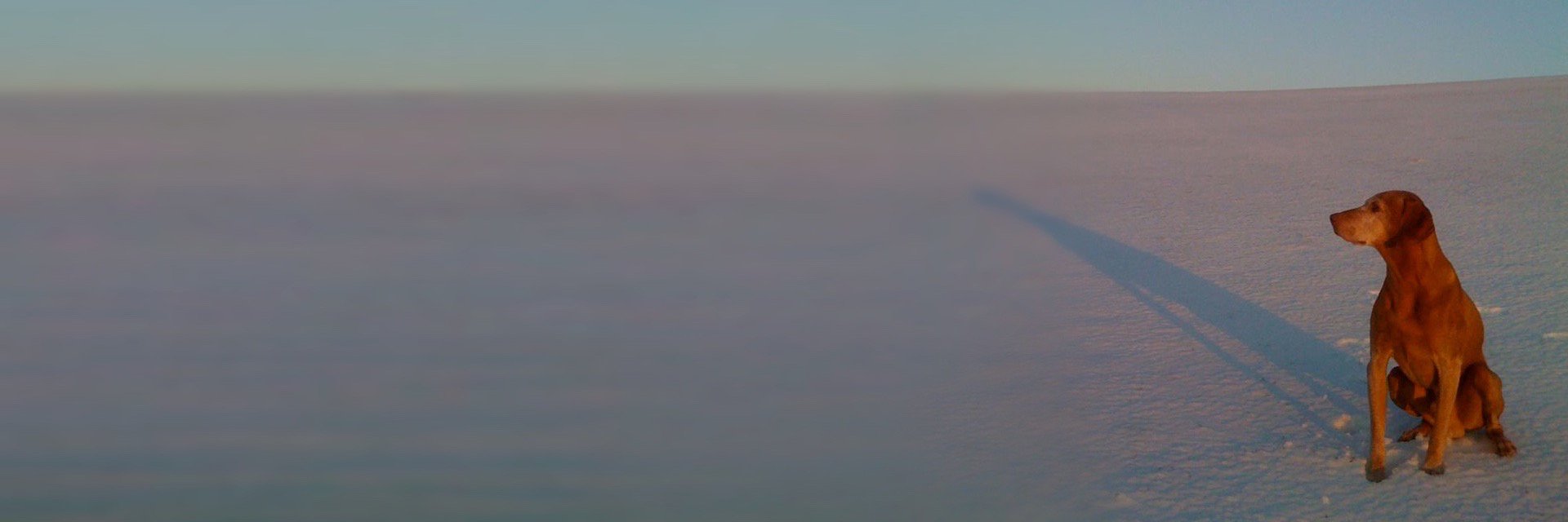 vizsla's profile banner image