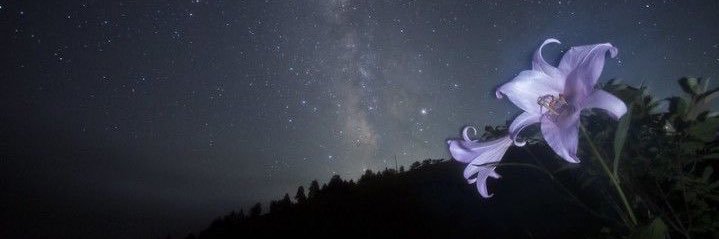 A z ||Pre-debut|| banner