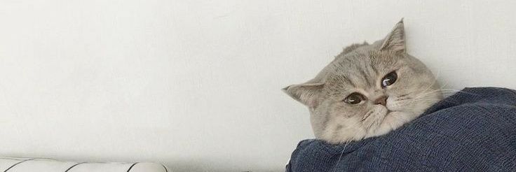 catyo__'s profile banner image