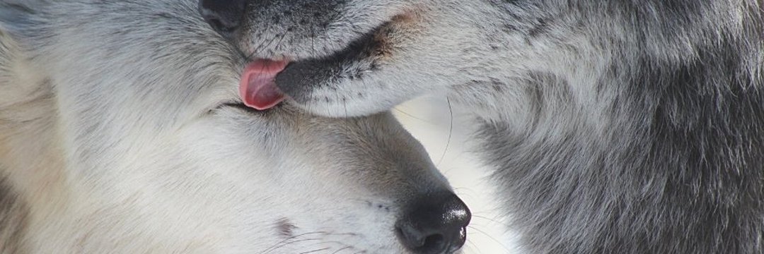 mauivanx's profile banner image