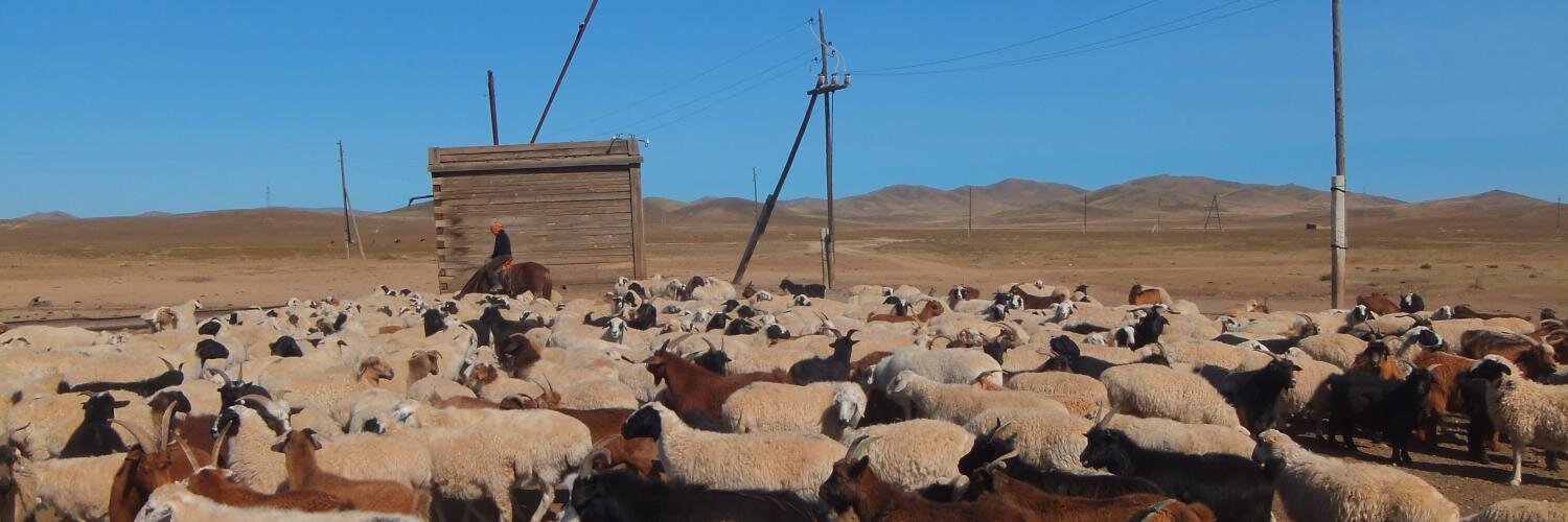 2929sheep's profile banner image