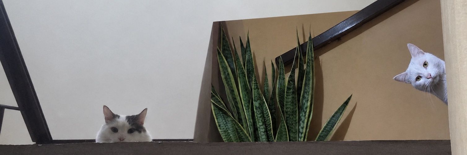 KatySolares's profile banner image