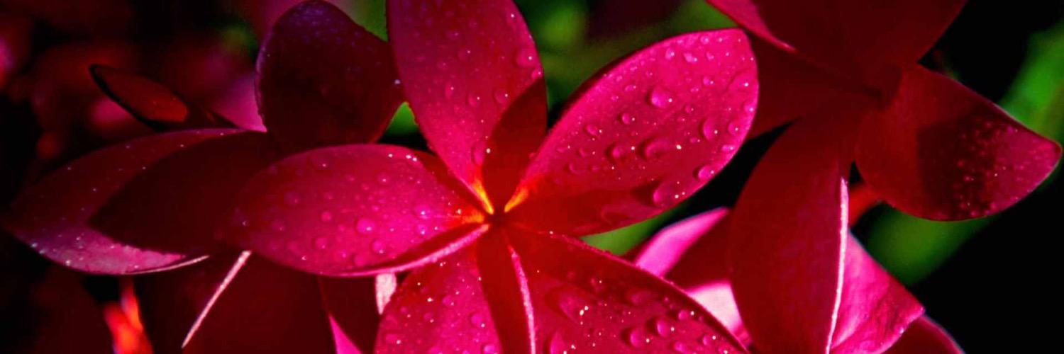 perla_jurado's profile banner image