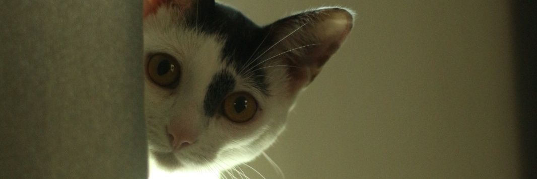 OthavioWolff's profile banner image
