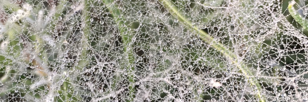 Walied Othman banner