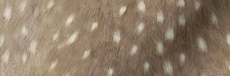˖ 𖠰 ݁↟𐂂 ݁↟𝜗𝜚 banner