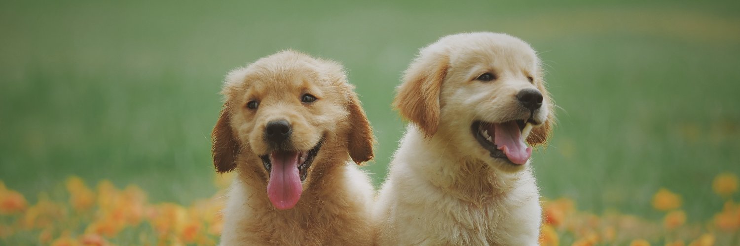 Genia ❤️ Memecoin banner