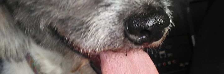 SofiaTassi1's profile banner image
