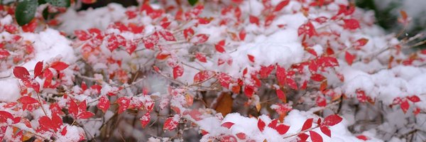 ikoemon Profile Banner