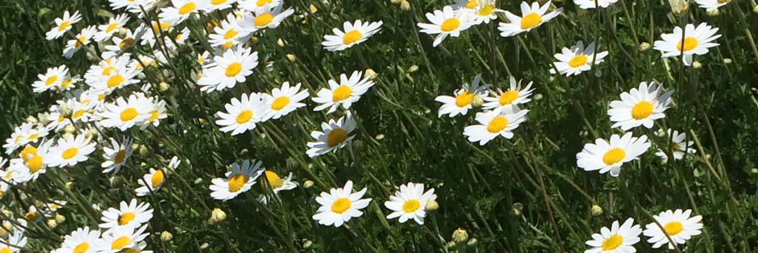 eneuburger's profile banner image
