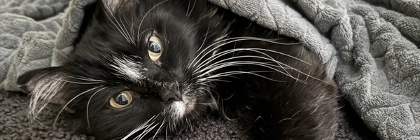 frostywop Profile Banner
