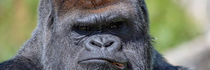 SadBlockchein's profile banner image