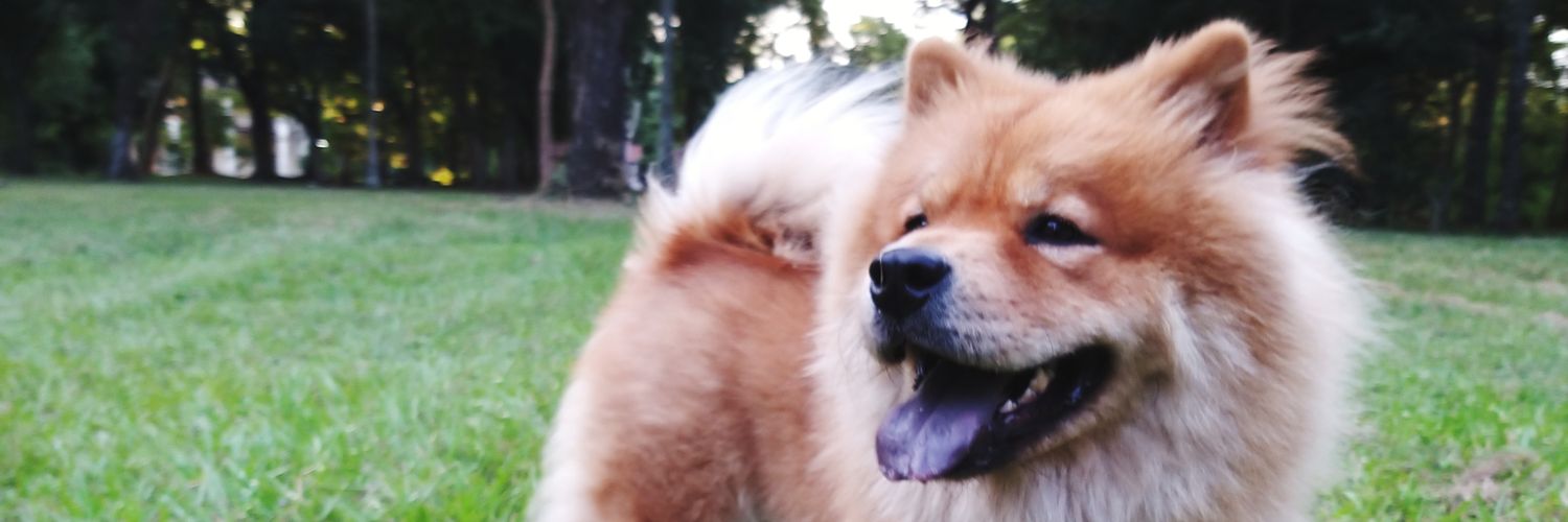 gonz_sanny's profile banner image