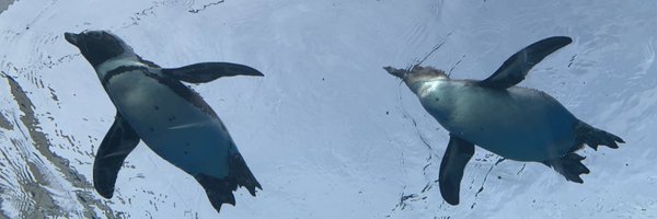 nabenabemanabe Profile Banner