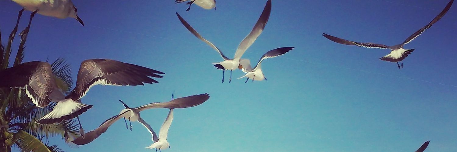 solangeortiz_'s profile banner image