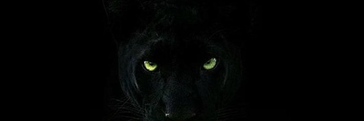 reallykasaii's profile banner image