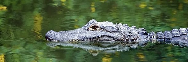 John Harris 🐊🤠🇺🇸 🇦🇷 banner