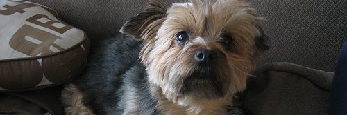 Kimberly Guinta banner