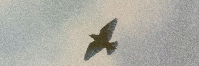 silenthinker1's profile banner image