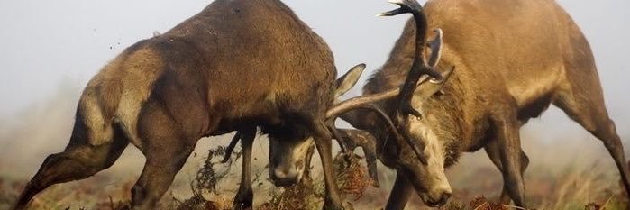 moridoesarty's profile banner image