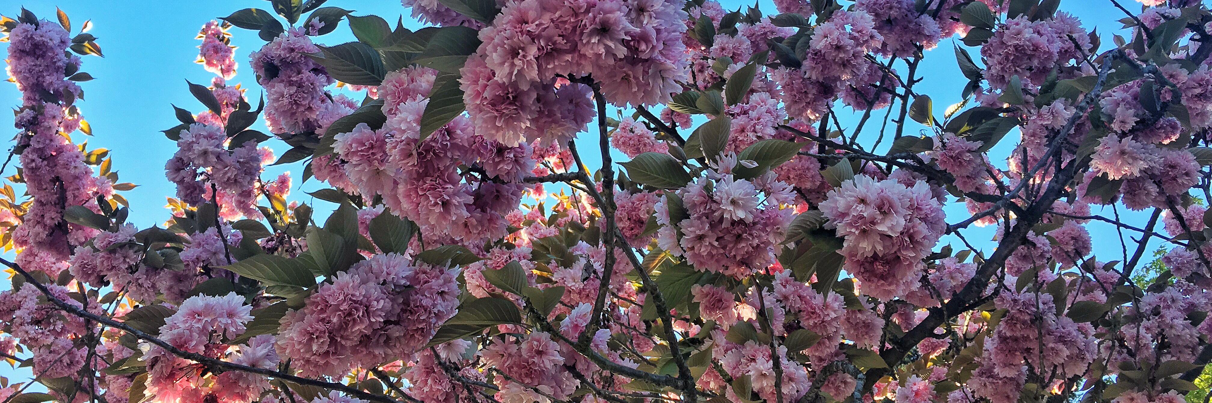 Emma Pullman (she/her) banner