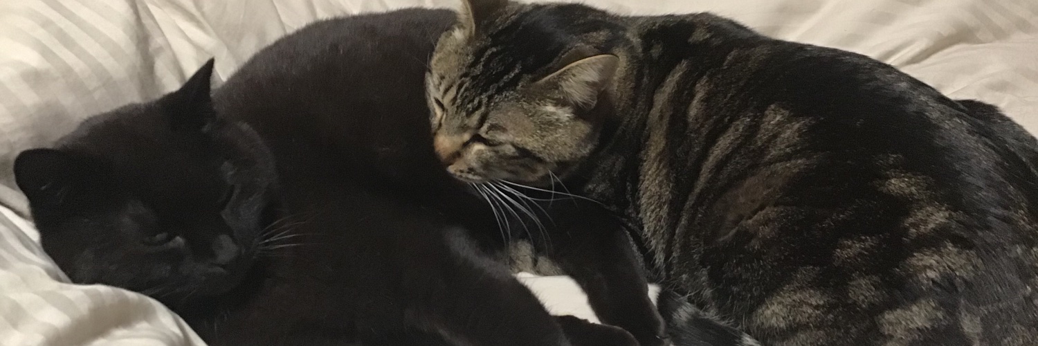 jnyaa's profile banner image