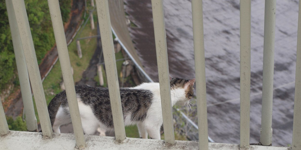 Observatory Cats banner