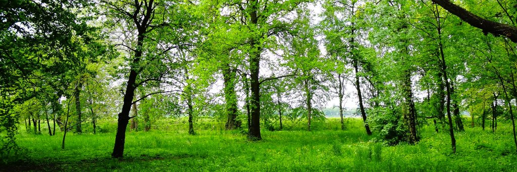 Andrei Roşca banner