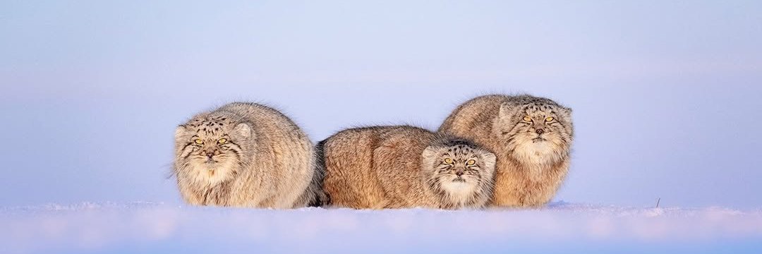 medjed无为圆猫's banner