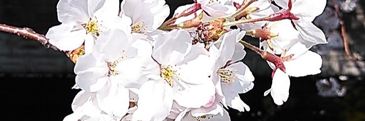 midori0214's profile banner image