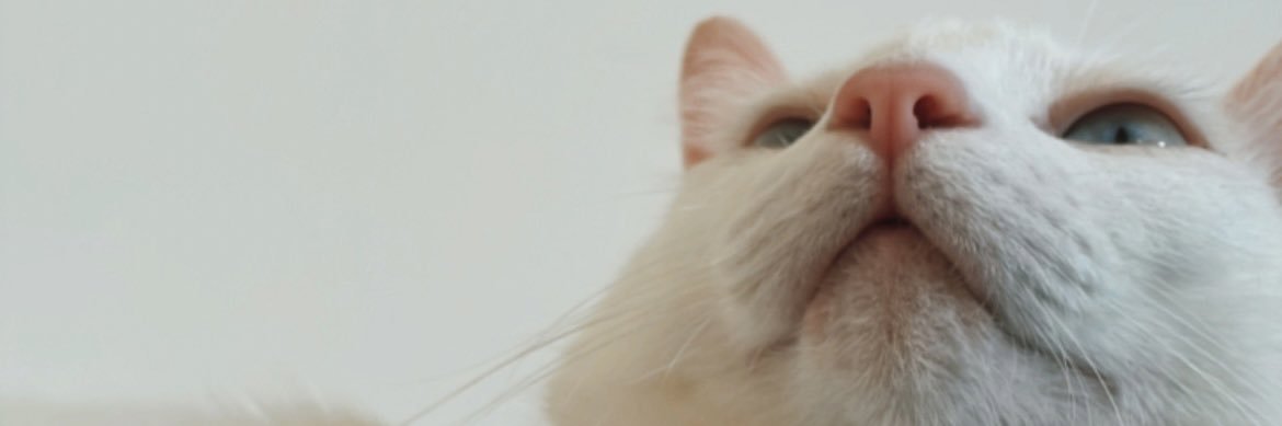 Raianne_'s profile banner image