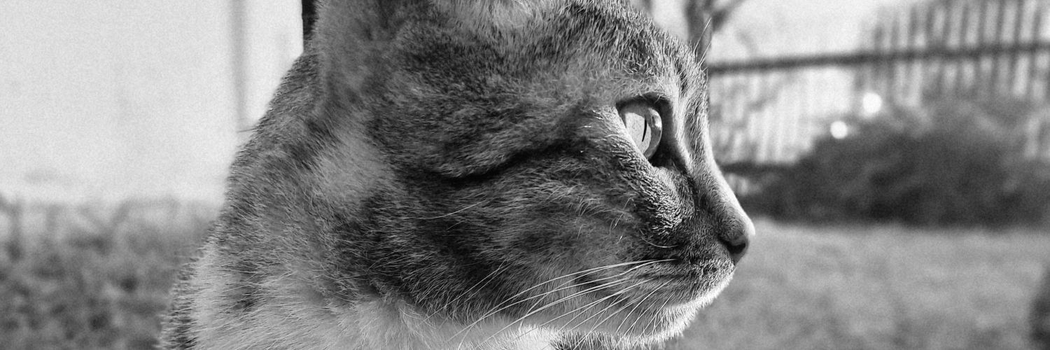 BrunellaBarreto's profile banner image