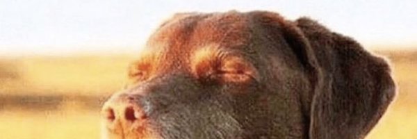 Cailloukan Profile Banner