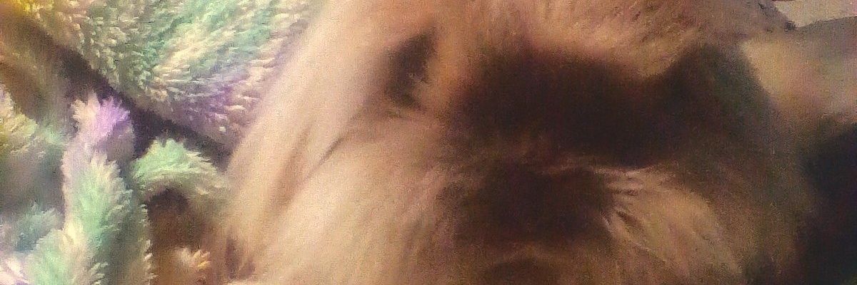 Shepie's banner