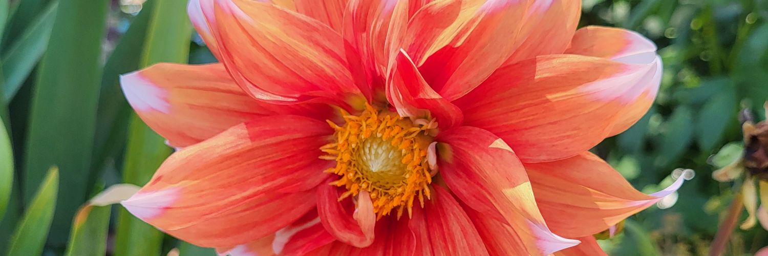 Miss Ann Dree banner