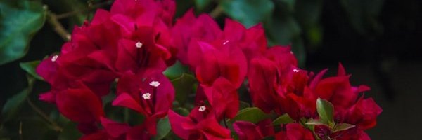 begonvillce's profile banner image