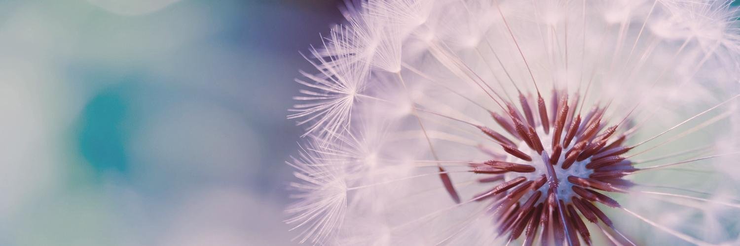 spiderdust's profile banner image