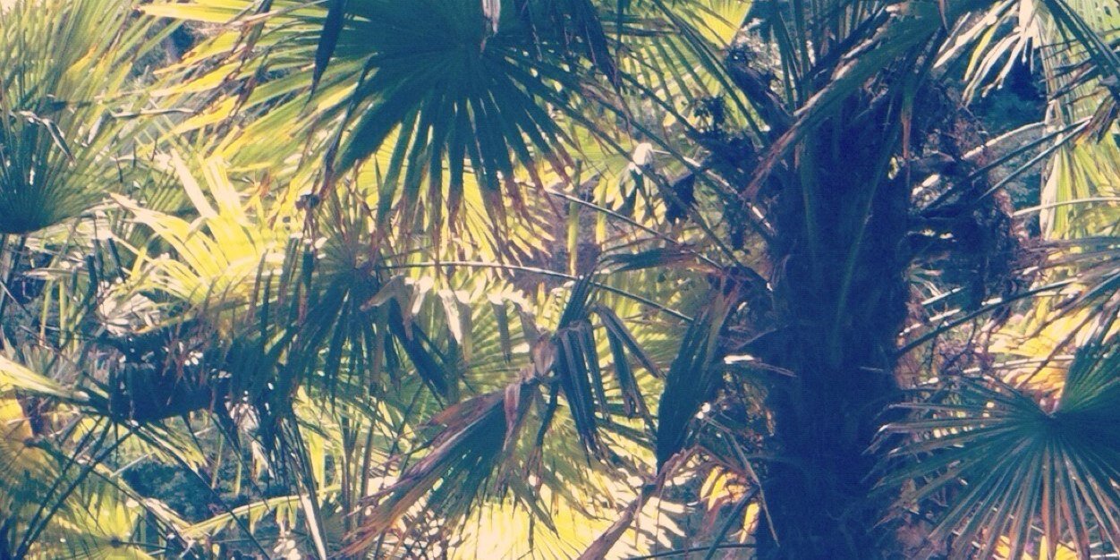 Leafy Cummins banner